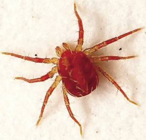 What_Are_Red_Mites_300x_opt.png