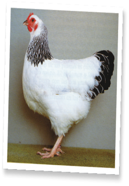 002_gallo_sussex_fmt1.png