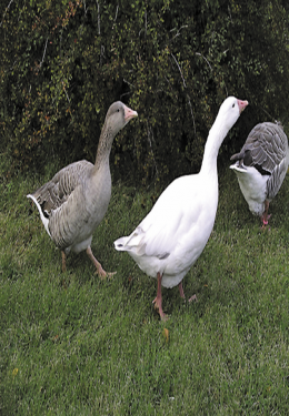 007_Cotton_Patch_Goose_opt.png