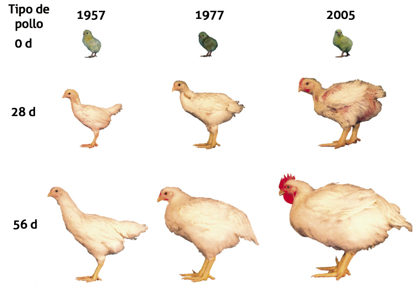 Selecciones Avícolas - Crecimiento, eficiencia y rendimiento de ...
