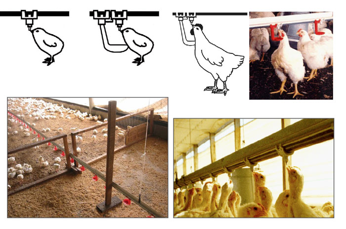 Selecciones Avícolas - Manejo de bebederos de tetinas para pollos de engorde