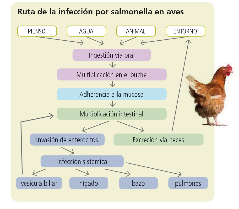 ruta_infeccion_por_salmonella_en_aves.png