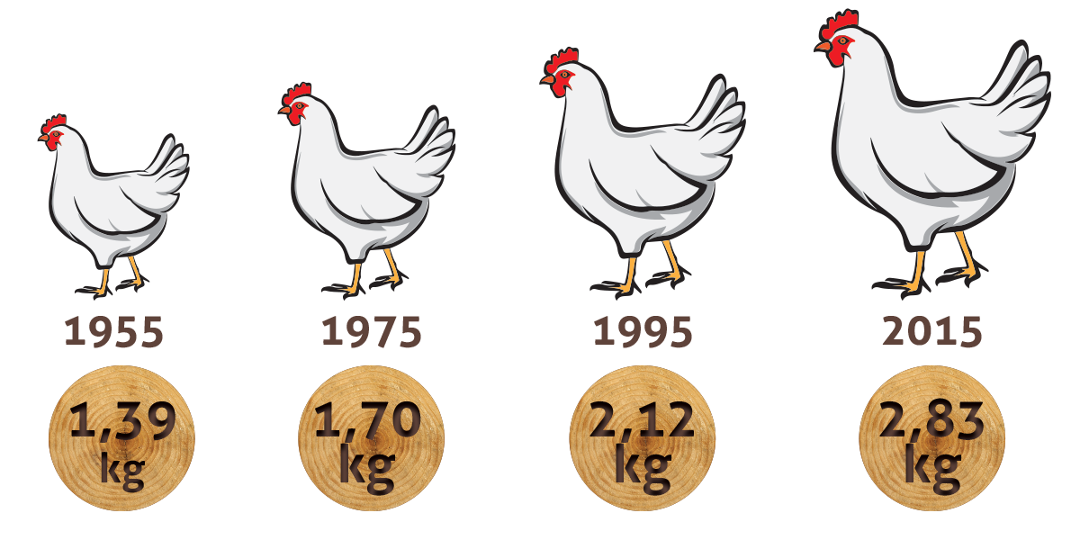 Selecciones Avícolas - Pollos cada vez mayores, pero con pechugas “leñosas”