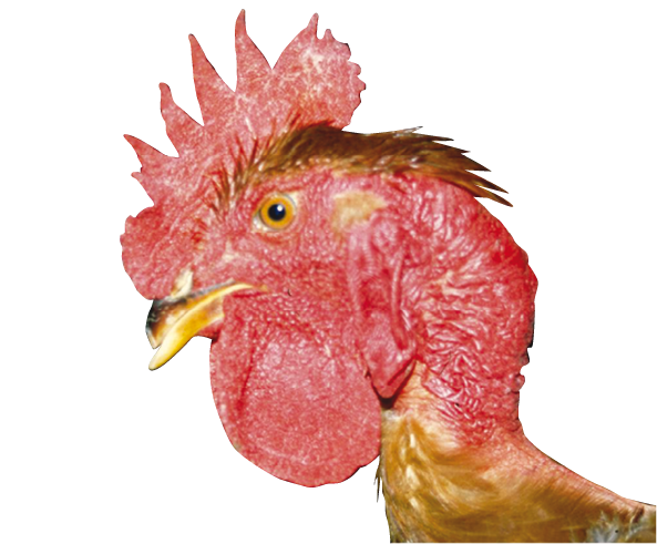 Selecciones Avícolas - Interés de las aves de “cuello pelado” en avicultura