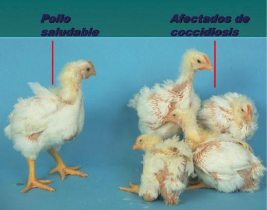coccidiosis_in_poultry_2_Dr_Zarate_Ramos_FMVZ_UANL.jpg