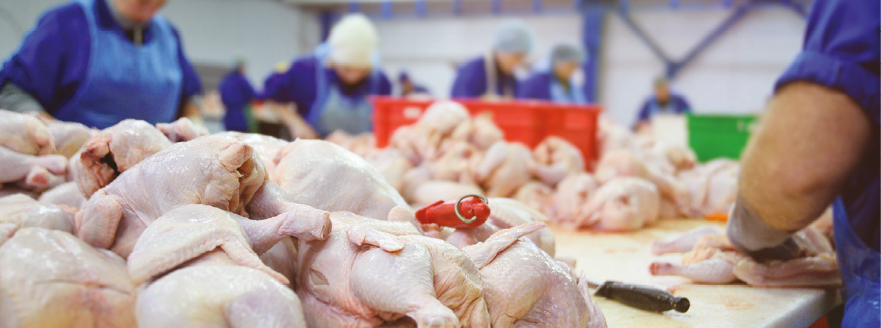 Selecciones Avícolas - EL POLLO CRECE EL 23,81% EN LA UE