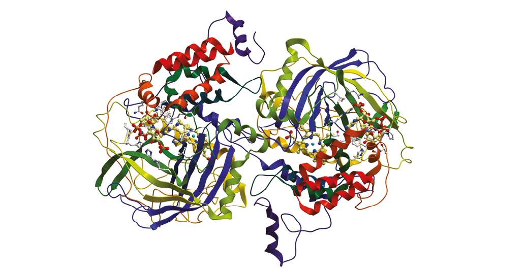 SA201903_enzima2.png